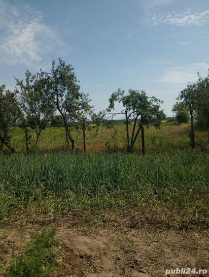 Casă cu Teren 7000 Mp în Săbiești
