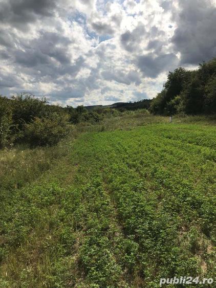 vand teren extravilan Faneata 11500mp ( impadurire) com Micasasa jud. Sibiu sau schimb cu intravilan - 1