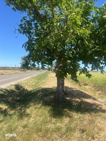Vand teren in zona industriala, Santandrei, 23.500 mp - 3