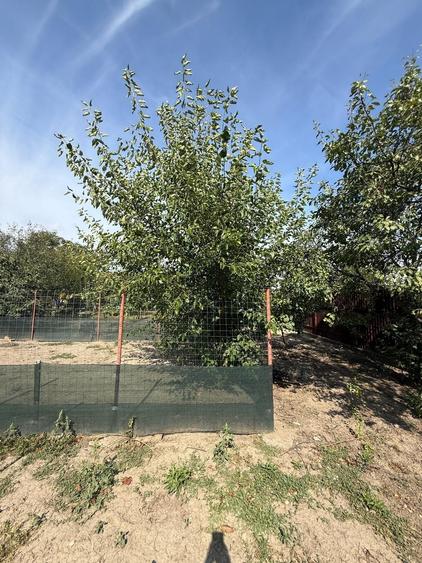Casă cu 4 camere cu Teren 1797 Mp în Iecea Mică
