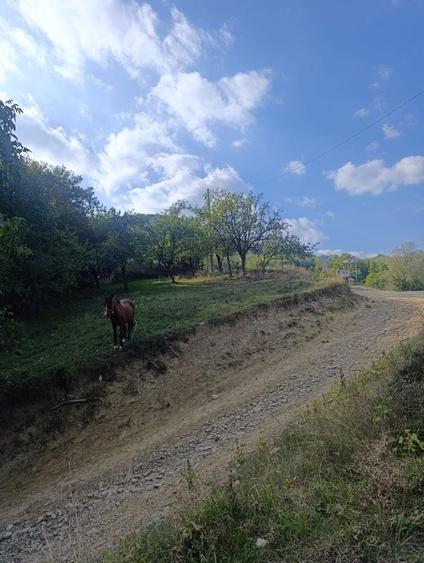 Teren de 4400 mp, în Poșta Câlnău