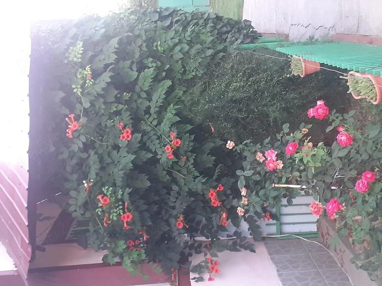 Casă cu 3 camere cu Teren 917 Mp în Iohanisfeld