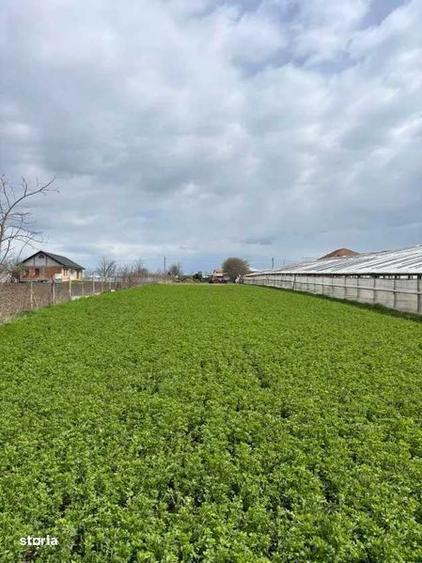 Teren de 6100 mp, în Corod