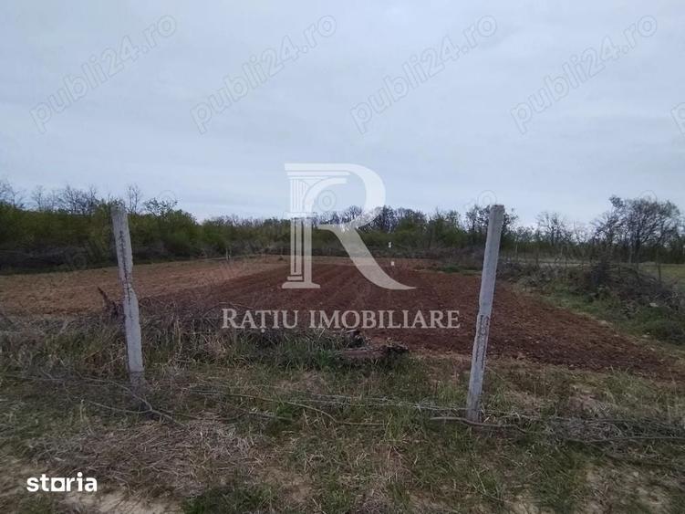 Teren intravilan 888 mp | Front 24 ml | Paleu - 2