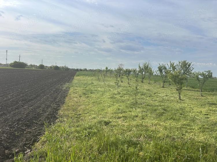 Teren de 5000 mp, în Dârza