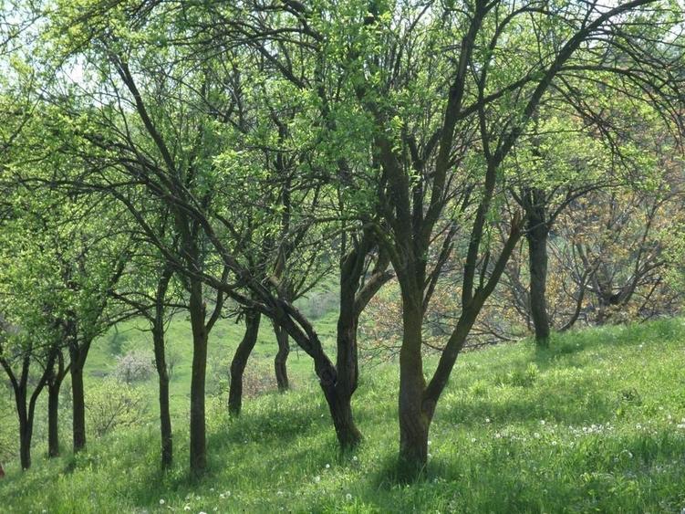 Teren de 2500 mp, în Buda