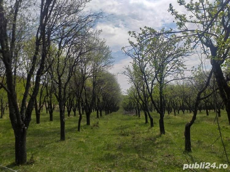 Teren de 9699 mp, în Odăile