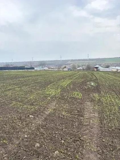 Teren de 2000 mp, în Negrea