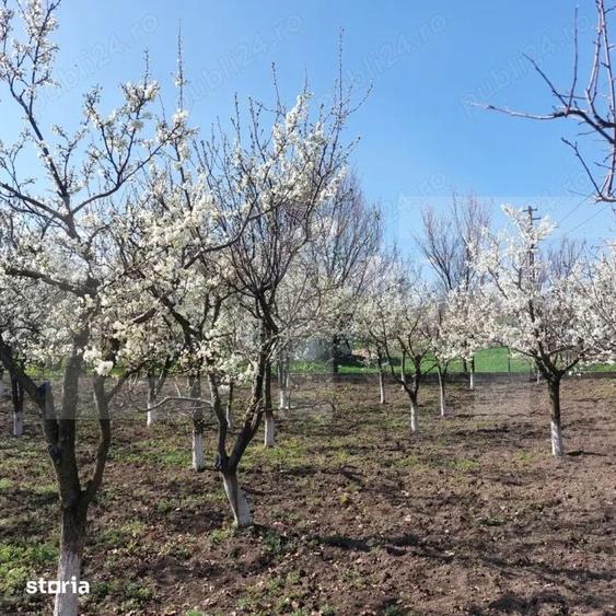 Teren de 1785 mp, în Leorda
