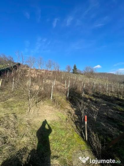 Casă cu 7 camere cu Teren 2544 Mp în Cicârlău