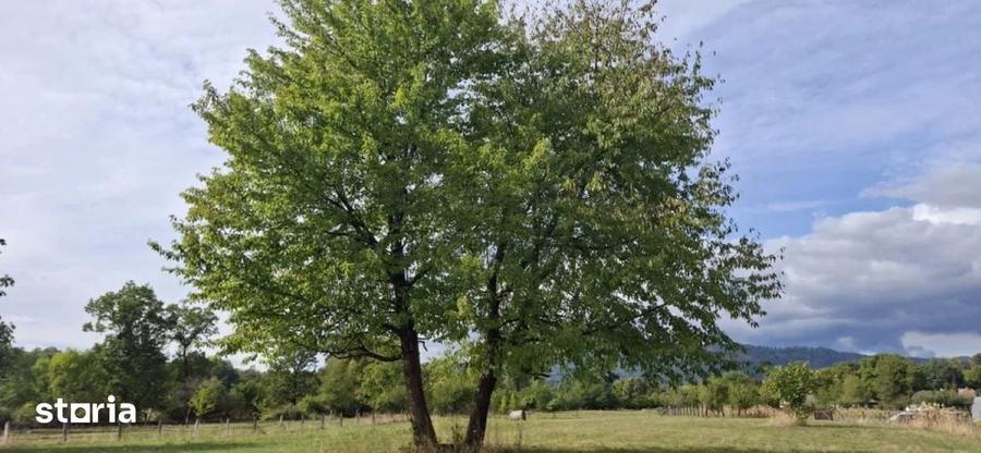 Teren de vanzare intravilan Bistra Muresului 4915 mp - 1
