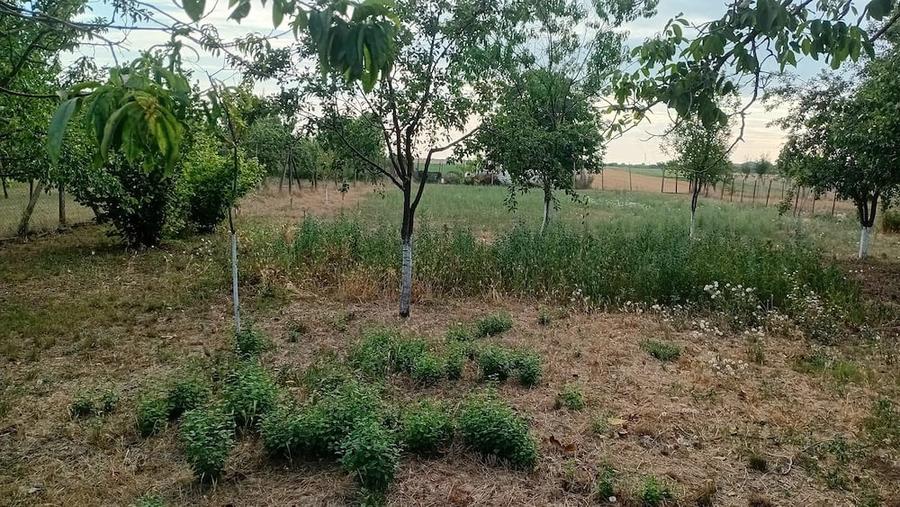 Casă cu 5 camere cu Teren 375 Mp în Central