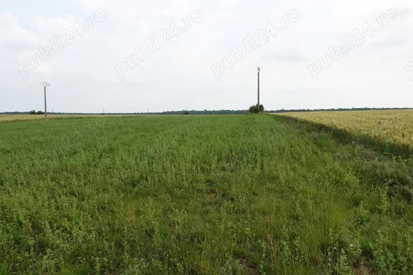 Teren de 10100 mp, în Tâncăbești