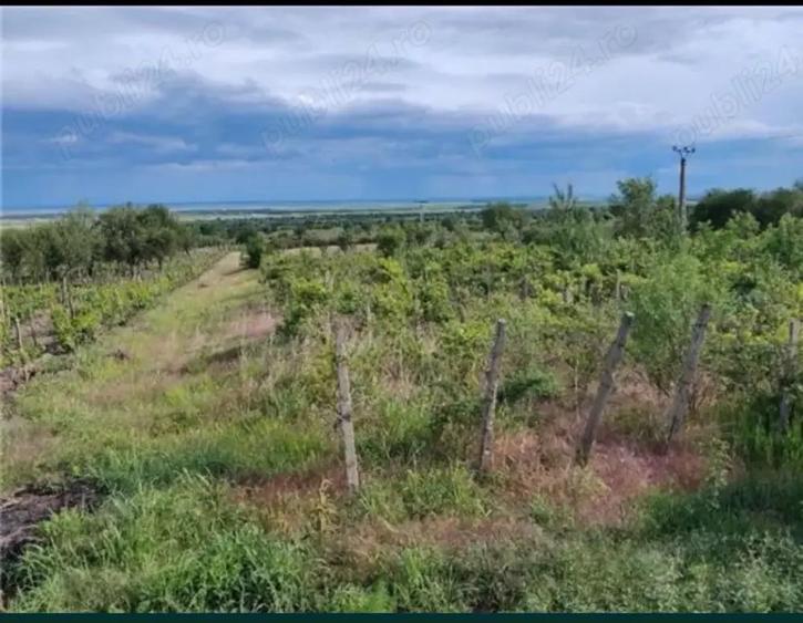Teren de 6600 mp, în Pietroasele