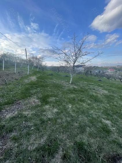 Teren de 1000 mp, în Șorogari