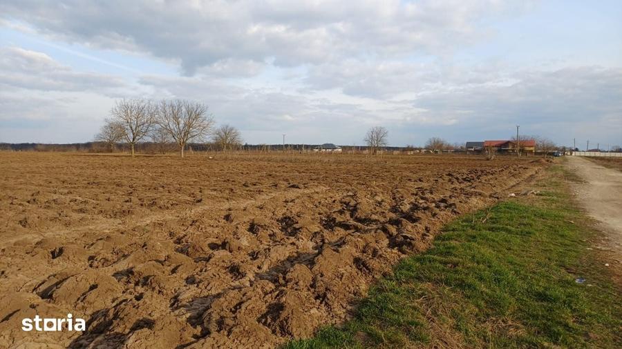 Teren de 5093 mp, în Moara Vlăsiei