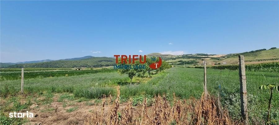 Spațiu comercial, în Șard