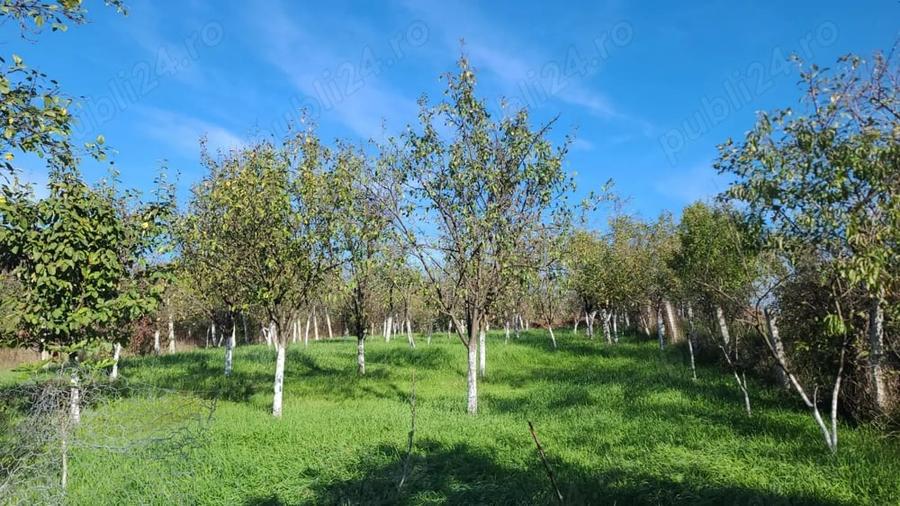 Casă cu 1 camere cu Teren 1390 Mp în Tinca