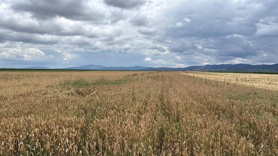 BRASOV,Teren agricol 19.600 mp, 1,96 ha/ Săcele,Front stradal 56 ml,Investiție - 11