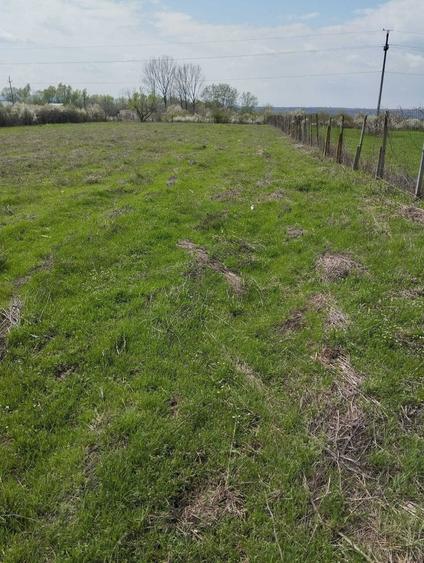 Teren de 5000 mp, în Șimian