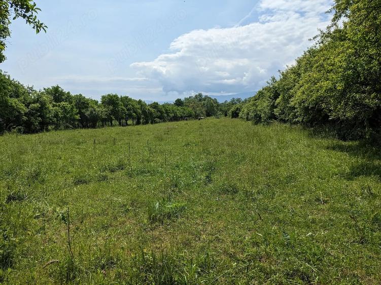 Teren de 6995 mp, în Tuștea