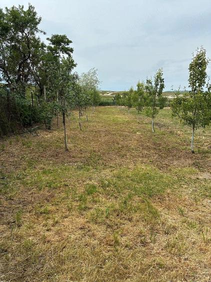 Casă cu 3 camere cu Teren 1645 Mp în Central