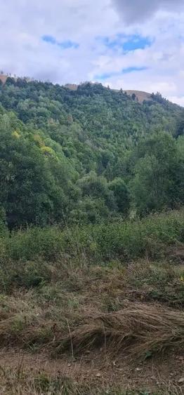 Teren în Muntele Săcelului