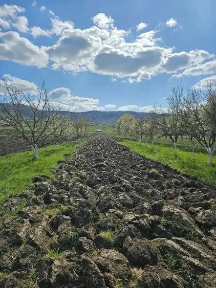 Teren de 5000 mp, în Arcalia