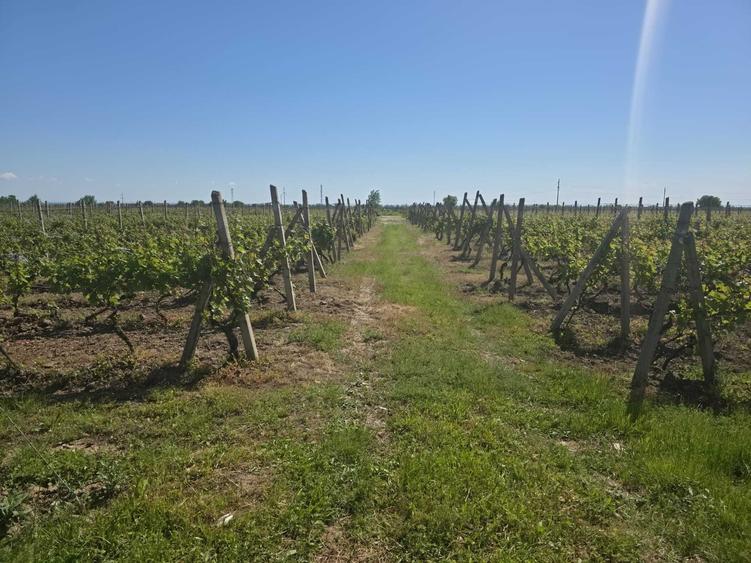 Teren de 9265 mp, în Dumbrăveni