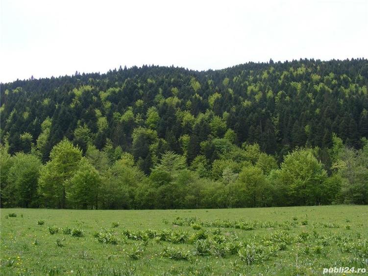 Teren în Brădet