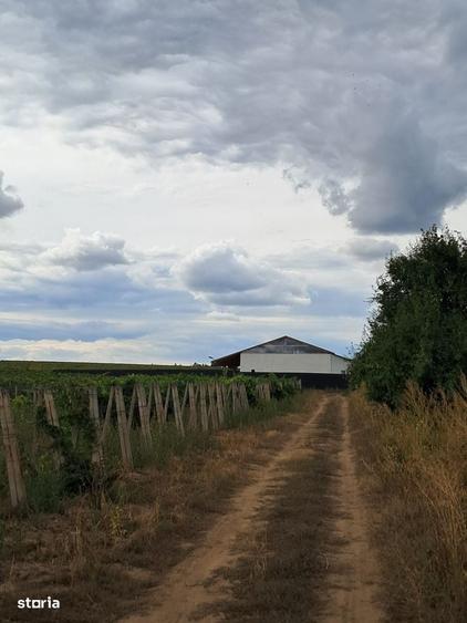 Teren de 250000 mp, în Periferie