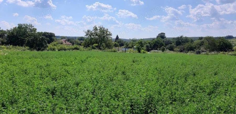 Teren de 870 mp, în Central