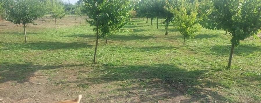 Teren de 2000 mp, în Central