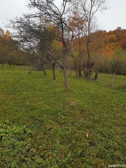 Teren de 3560 mp, în Mușătești