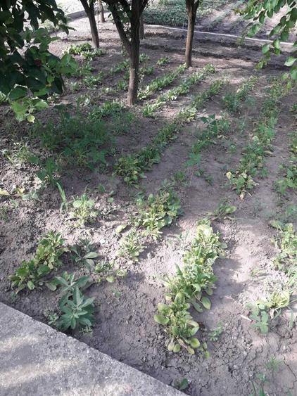 Casă cu 1 camere în Dancu