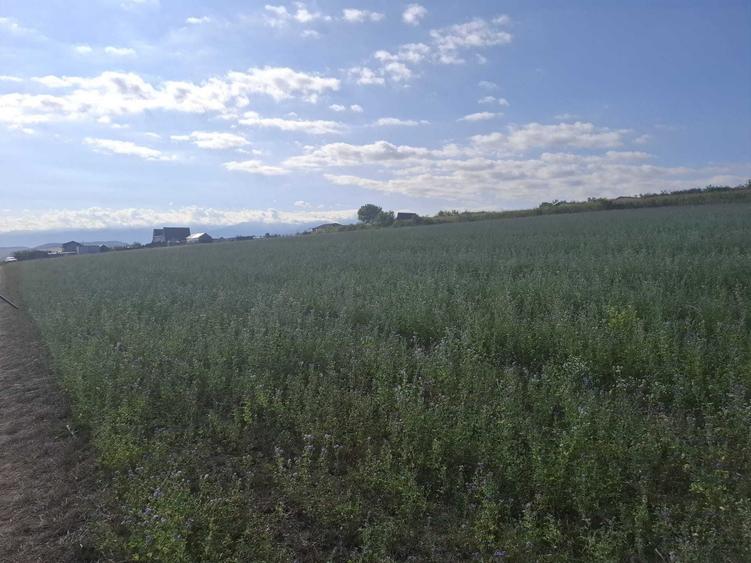 Teren de 400 mp, în Daia