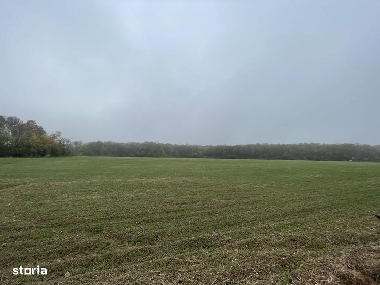 9400 mp | Ideal pentru investitie | Tunari | Deschidere la padure - 6