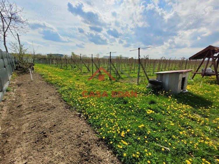 Teren extravilan in Baicoi 10.000mp plantatie mure --80.000e - 16