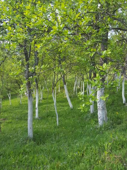 Teren de 9000 mp, în Pogara