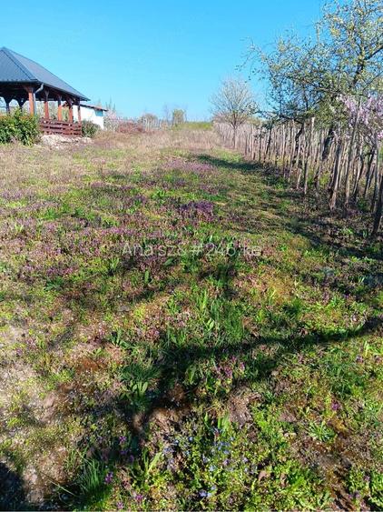 Teren de 1500 mp, în Ardud