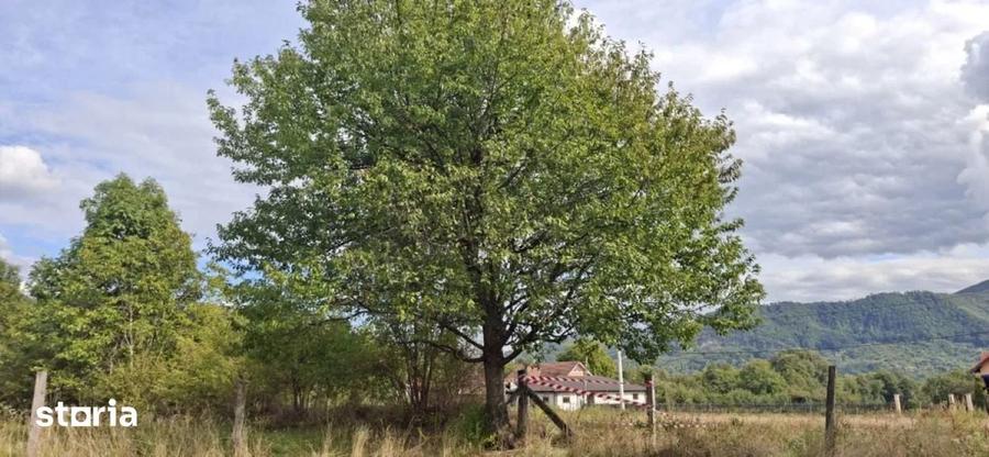 Teren de vanzare intravilan Bistra Muresului 4915 mp - 6