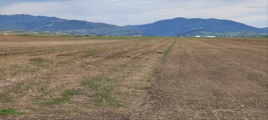 Teren agricol extravilan de 10000 mp, în Cărpiniș