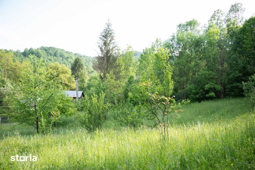 Teren de 5500 mp, în Provița de Sus