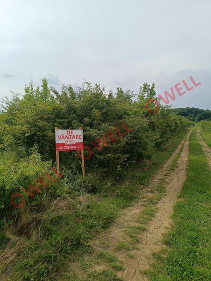 Teren Construcții intravilan de 7900 mp, în Livezeni