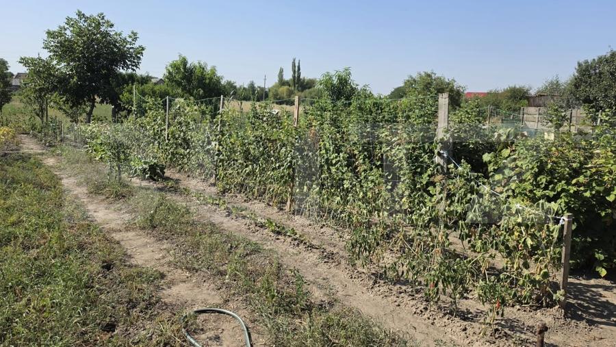 Casă individuală cu 4 camere cu Teren 2658 Mp în Sătmărel