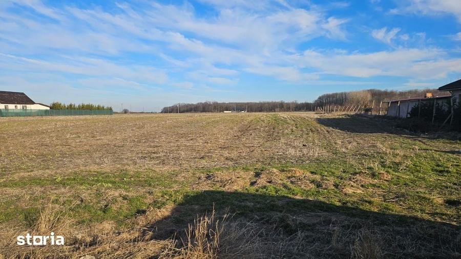 Vand teren cu suprafata de 2.6 Ha in Cornetu - Magurele - 3