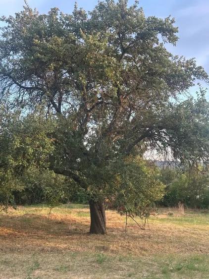 Teren de 2250 mp, în Picioru Lupului