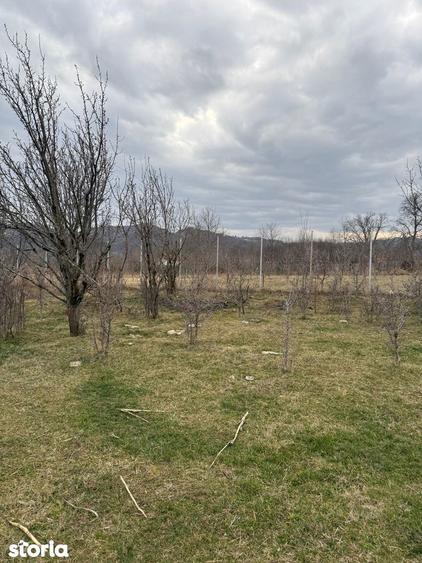 Brebu - teren intravilan 5200mp parcelabil - 25 Euro/mp - 6