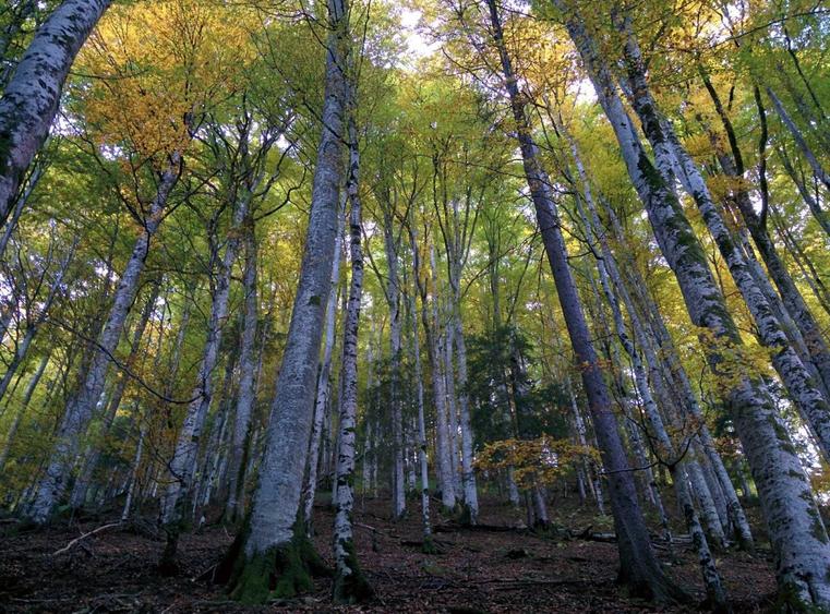 Teren de 10000 mp, în Ciuta