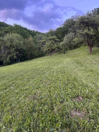 Teren de 11454 mp, în Șoimari
